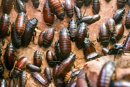 cockroach exterminator dallas