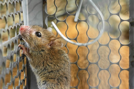 rodent control dallas