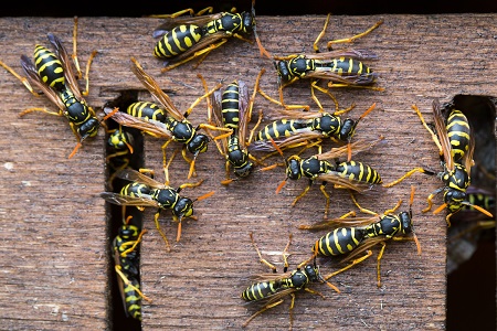 wasp removal dallas